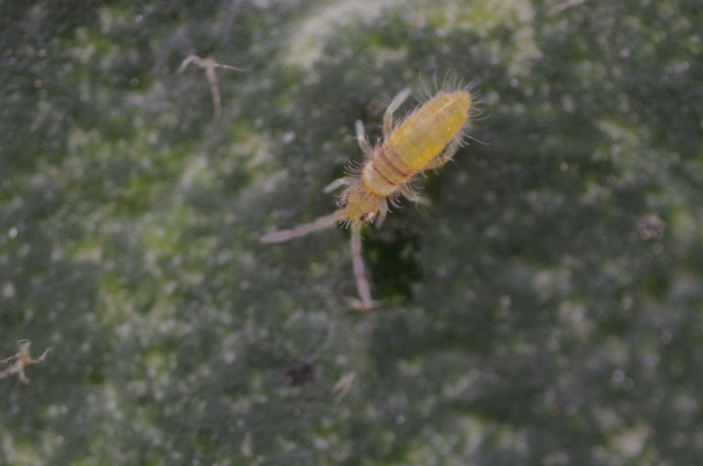 Entomobrya atrocincta